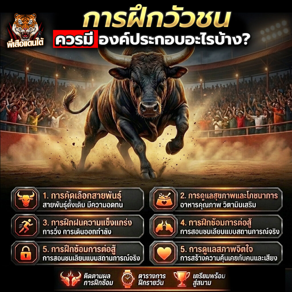 การฝึกวัวชน ควรมีองค์ประกอบอะไรบ้าง?