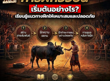 การฝึกวัวชน เริ่มต้นอย่างไร? แนวทางฝึกให้เหมาะสมและปลอดภัย ปี 2026