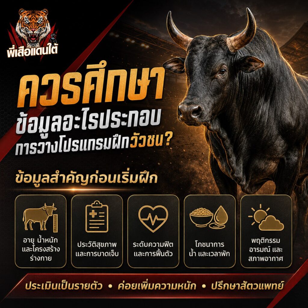 ควรศึกษาข้อมูลอะไรประกอบการดูแลวัวชนหลังแข่งขัน?