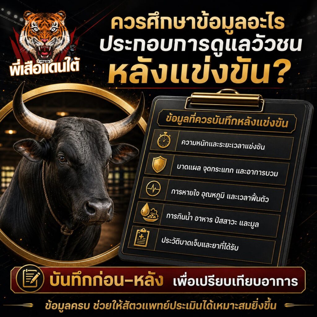 ควรศึกษาข้อมูลอะไรประกอบการดูแลวัวชนก่อนแข่งขัน?