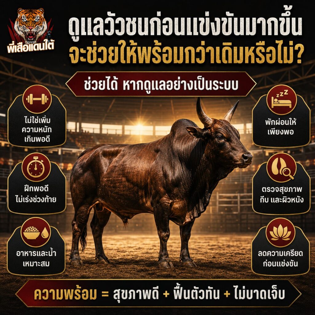 ดูแลวัวชนก่อนแข่งขันมากขึ้น จะช่วยให้พร้อมกว่าเดิมหรือไม่?