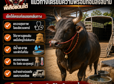 ดูแลวัวชนก่อนแข่งขัน ทำอย่างไร? แนวทางเตรียมความพร้อมอย่างเหมาะสม ปี 2026