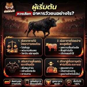 ผู้เริ่มต้นควรเลือกอาหารวัวชนอย่างไร?
