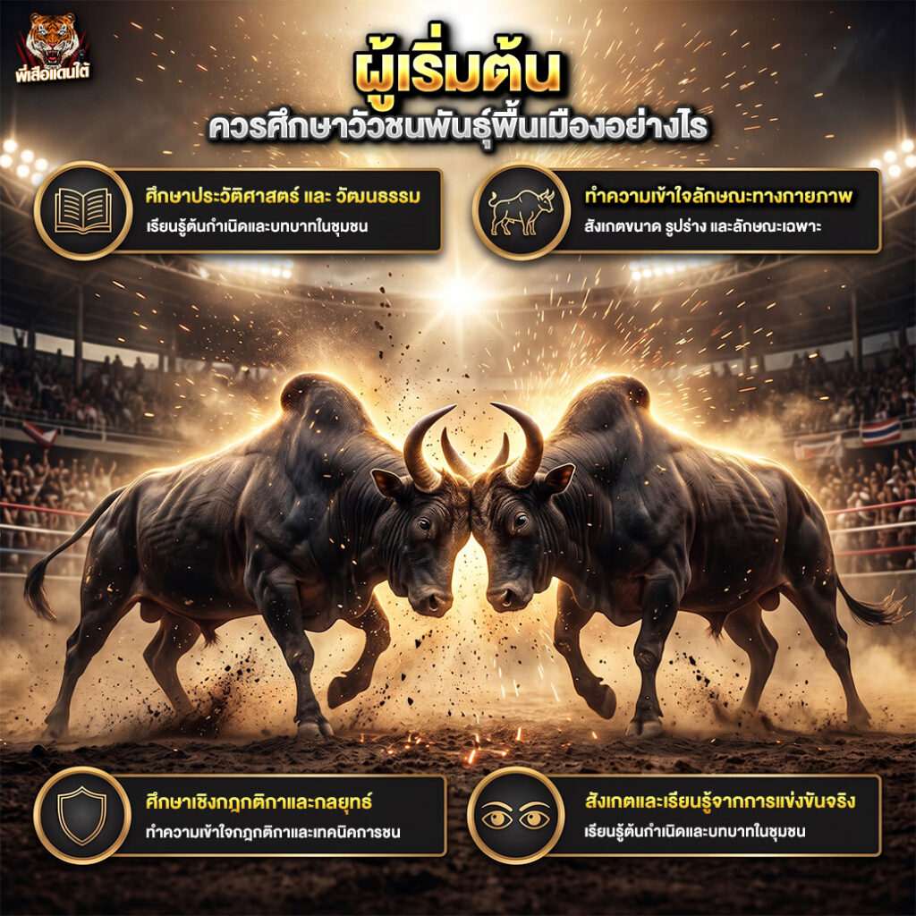 ผู้เริ่มต้นควรศึกษาวัวชนพันธุ์พื้นเมืองอย่างไร?