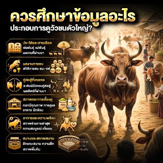 ควรศึกษาข้อมูลอะไรประกอบการดูวัวชนตัวใหญ่?