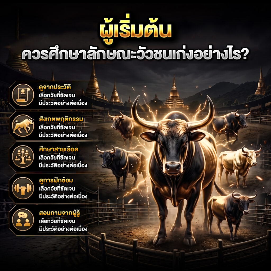 ผู้ติดตามวัวชนออนไลน์ที่มีประสบการณ์ ดูลักษณะวัวชนเก่งอย่างไร?