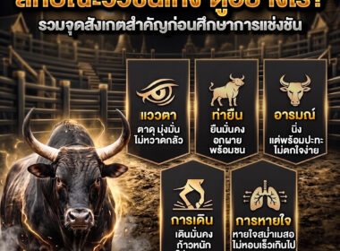 ลักษณะวัวชนเก่ง ดูอย่างไร? รวมจุดสังเกตสำคัญก่อนศึกษาการแข่งขัน ปี 2026