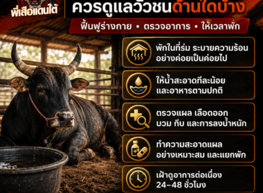 ดูแลวัวชนหลังแข่งขัน ทำอย่างไร? แนวทางฟื้นฟูร่างกายอย่างเหมาะสม ปี 2026