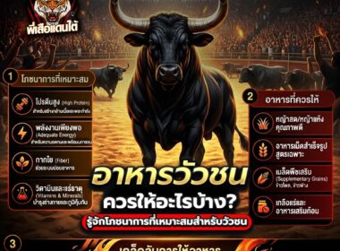 อาหารวัวชน ควรให้อะไรบ้าง? แนวทางดูแลโภชนาการให้เหมาะสม ปี 2026