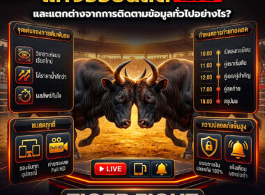 แทงวัวชนสด คืออะไร? วิธีติดตามการแข่งขันแบบเรียลไทม์ พร้อมเทคนิคสำหรับผู้เริ่มต้น ปี 2026
