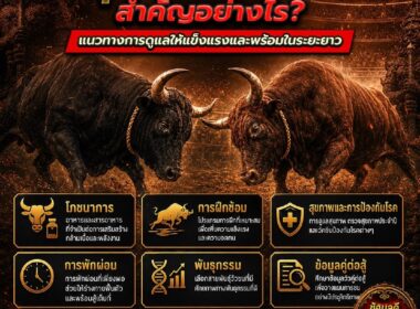 สุขภาพวัวชน ดูแลอย่างไรให้แข็งแรง? คู่มือการดูแลและป้องกันโรค ปี 2026