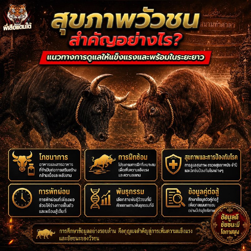 สุขภาพวัวชน สำคัญอย่างไร? แนวทางการดูแลให้แข็งแรงและพร้อมในระยะยาว