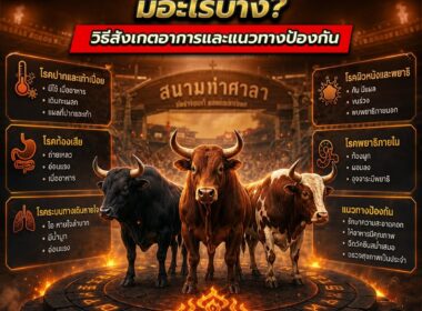 โรคที่พบบ่อยในวัวชน มีอะไรบ้าง? วิธีสังเกตอาการและแนวทางป้องกัน ปี 2026