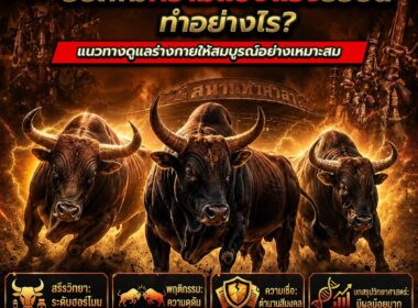 วิธีเพิ่มความแข็งแรงวัวชน ทำอย่างไร? แนวทางดูแลร่างกายอย่างเหมาะสม ปี 2026