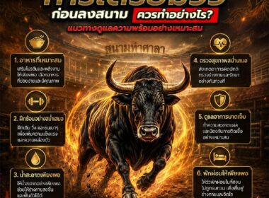 การเตรียมวัวก่อนลงสนาม ควรทำอย่างไร? แนวทางดูแลวัวชนก่อนการแข่งขัน ปี 2026