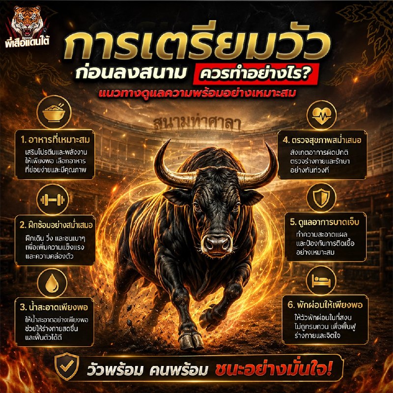 การเตรียมวัวก่อนลงสนาม ควรทำอย่างไร? แนวทางดูแลความพร้อมอย่างเหมาะสม