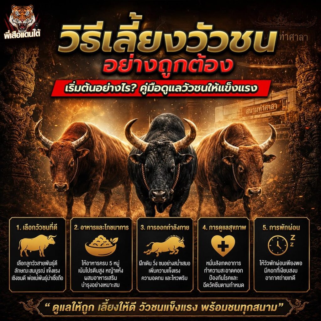 วิธีเลี้ยงวัวชนอย่างถูกต้อง เริ่มต้นอย่างไร? คู่มือดูแลวัวชนให้แข็งแรง