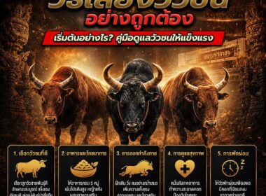 วิธีเลี้ยงวัวชนอย่างถูกต้อง เริ่มต้นอย่างไร? คู่มือการดูแลวัวชนสำหรับมือใหม่ ปี 2026