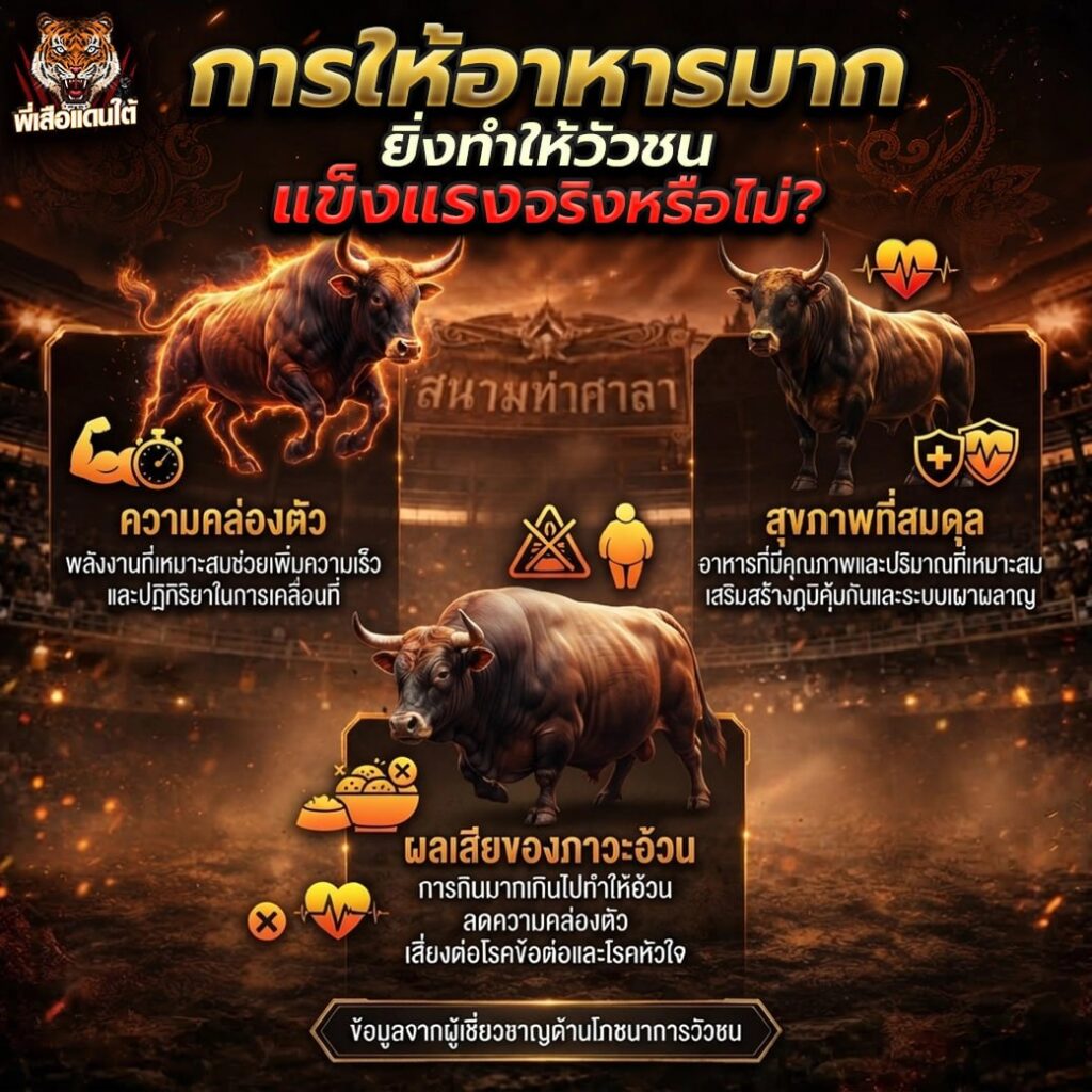 การให้อาหารมาก ยิ่งทำให้วัวชนแข็งแรงจริงหรือไม่?