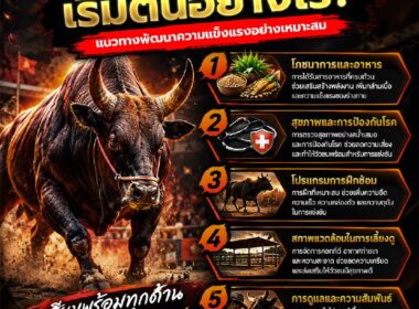 การฝึกวัวชนอย่างถูกวิธี เริ่มต้นอย่างไร? แนวทางฝึกวัวชนให้แข็งแรงและปลอดภัย ปี 2026