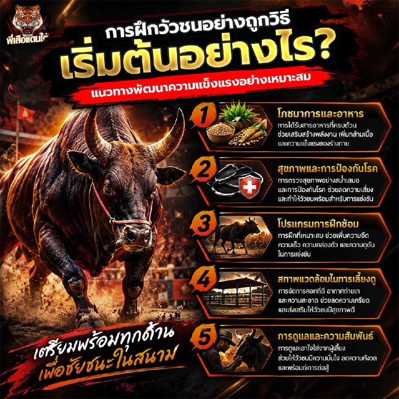 การฝึกวัวชนอย่างถูกวิธี เริ่มต้นอย่างไร? แนวทางฝึกวัวชนให้แข็งแรงและปลอดภัย ปี 2026