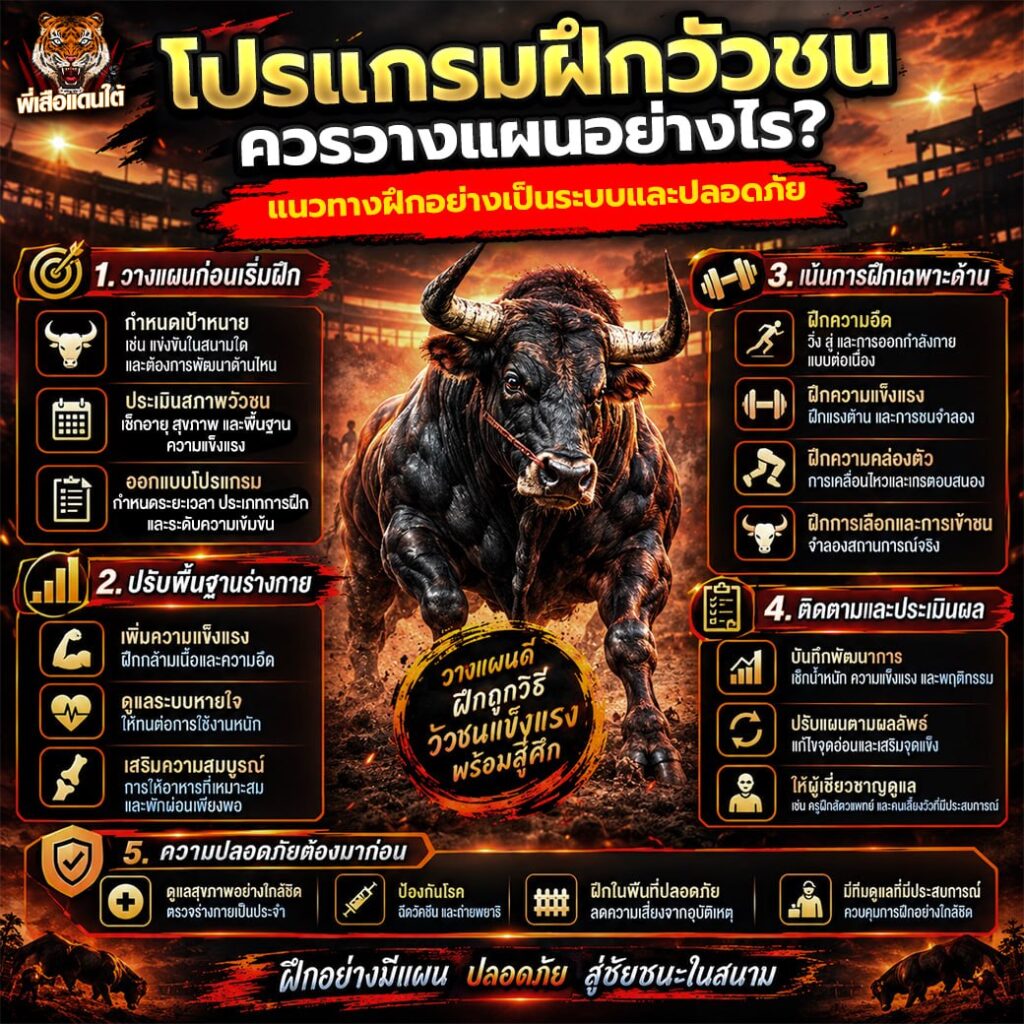 โปรแกรมฝึกวัวชน ควรวางแผนอย่างไร? แนวทางฝึกวัวชนอย่างเป็นระบบ ปี 2026
