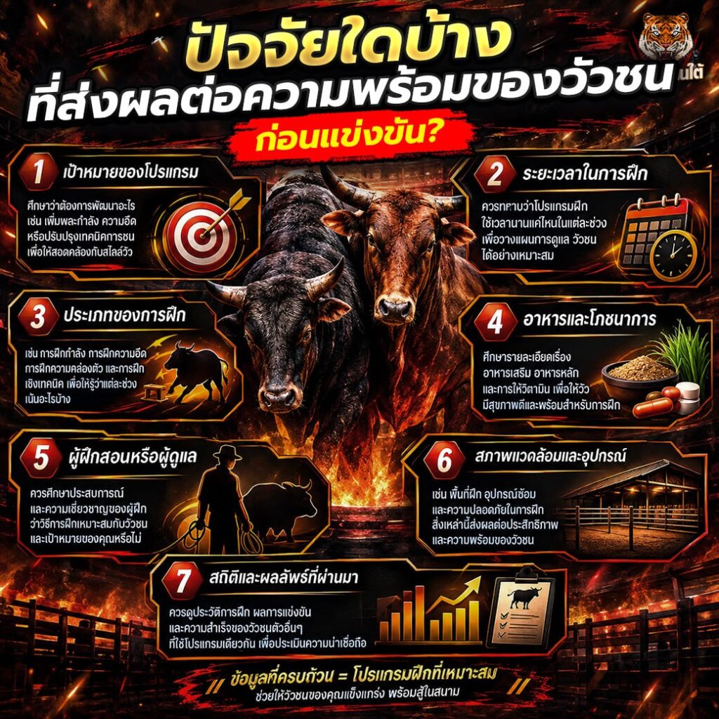 ปัจจัยใดบ้างที่ส่งผลต่อความพร้อมของวัวชนก่อนแข่งขัน?