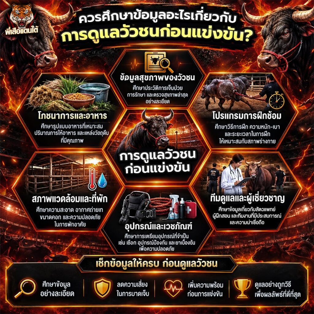 ควรศึกษาข้อมูลอะไรเกี่ยวกับการดูแลวัวชนก่อนแข่งขัน?
