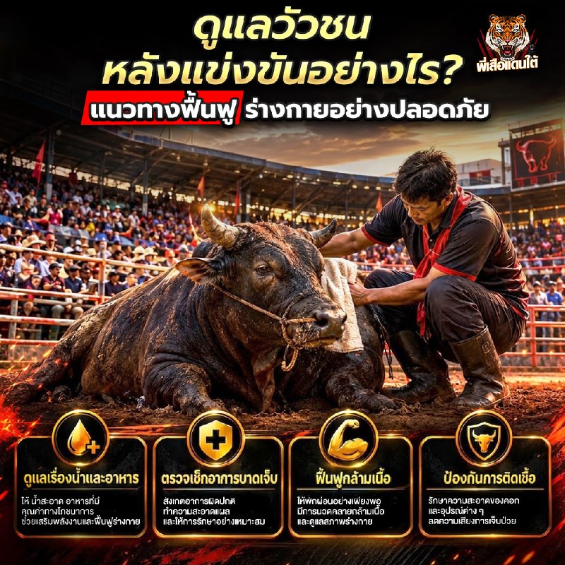 ดูแลวัวชนหลังแข่งขันอย่างไร? ฟื้นฟูร่างกายอย่างถูกวิธี ปี 2026