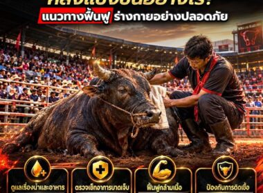 ดูแลวัวชนหลังแข่งขันอย่างไร? ฟื้นฟูร่างกายอย่างถูกวิธี ปี 2026
