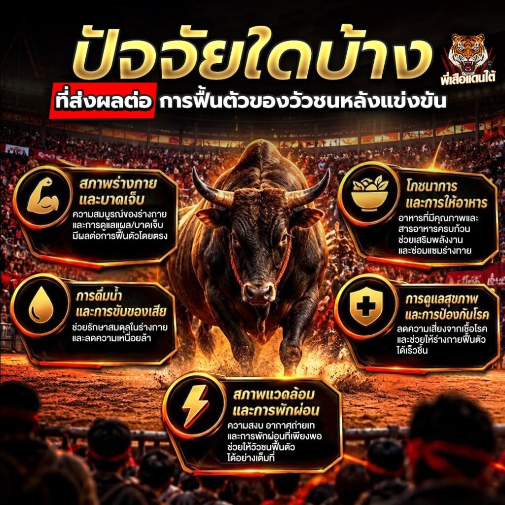 ปัจจัยใดบ้างที่ส่งผลต่อการฟื้นตัวของวัวชนหลังแข่งขัน?
