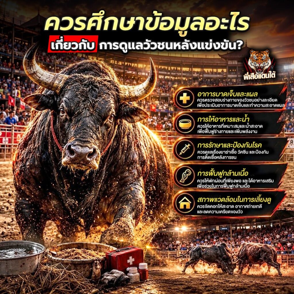ควรศึกษาข้อมูลอะไรเกี่ยวกับการดูแลวัวชนหลังแข่งขัน?